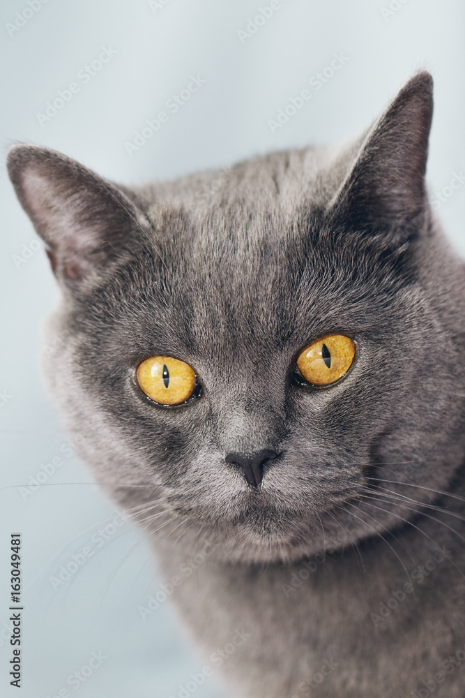Closeup of beautiful luxury gorgeous grey british cat with vibrant eyes. Bright Background. Selective focus.