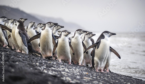 A flock of Antarctic penguins stands on the beach near the water. Andreev.