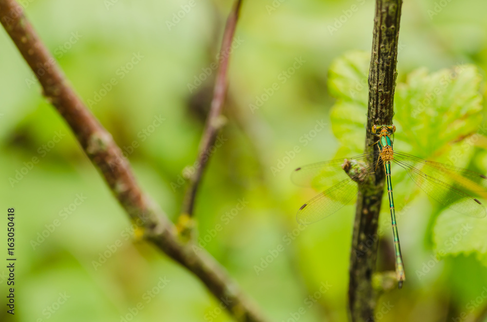 A beautiful dragonfly on a summer day sits on a green leaf with a colorful background A beautiful dragonfly on a summer day sits on a green leaf with a colorful background