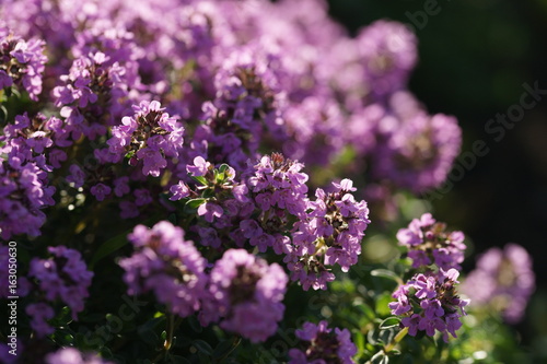 Flowering thyme