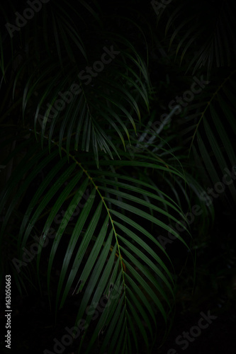 Palm leaf for texture or background