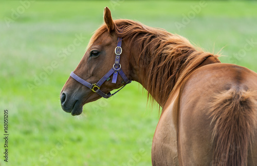 Brown horse relaxing in a grass meadow