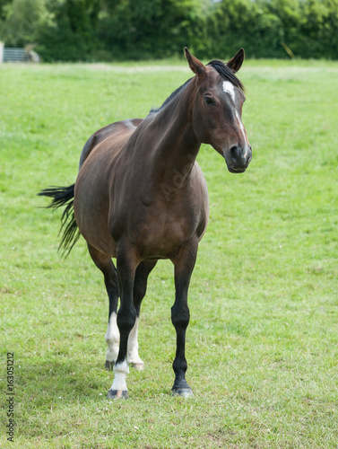 dark brown horse grazing in a grass meadow