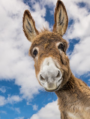 Fotobehang Ezel Pluizige ezel met grappig snoetje  © Gabriel Cassan