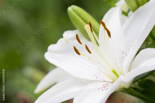 Fototapeta Naklejka Na Ścianę i Meble -  Wellness. White Lilium flower