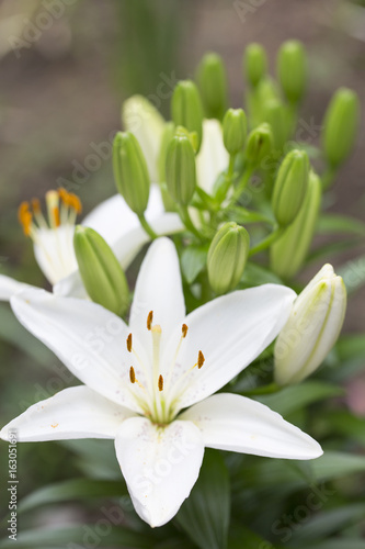 White Lilium flower