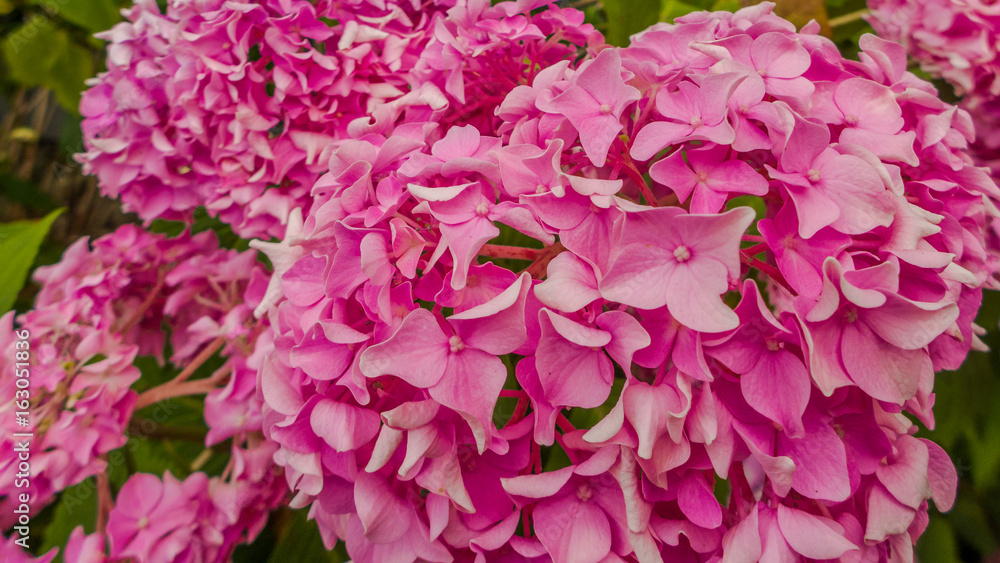 Mehrere Dutzend rosa Blumen