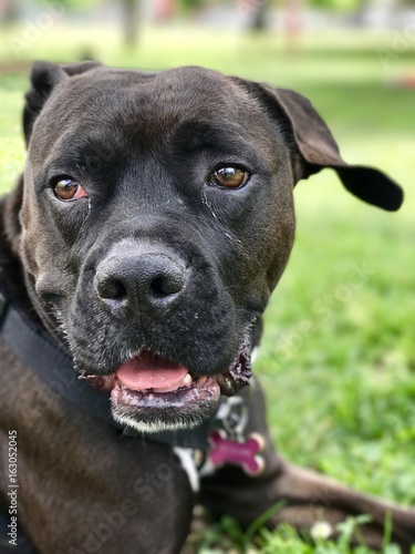 Cute black boxer pet dog