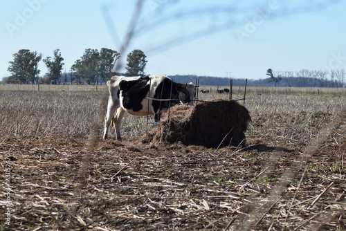 A solitary cow eating silo in a field