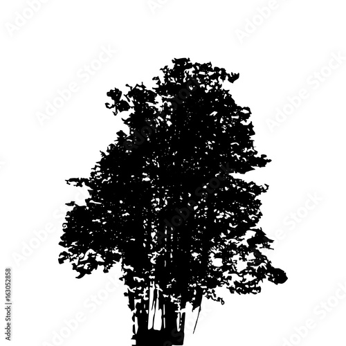Black and White Silhouette of Deciduous Tree, whose branches dev