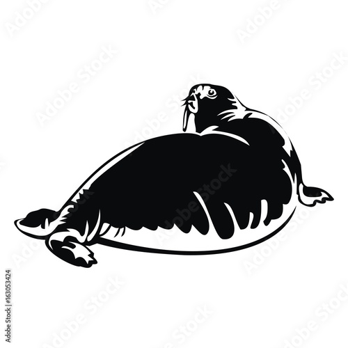walrus