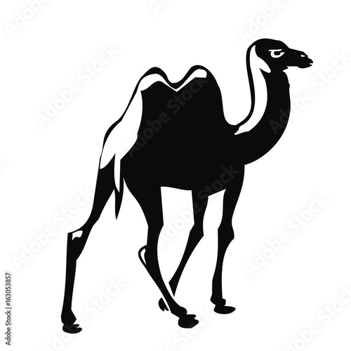 camel