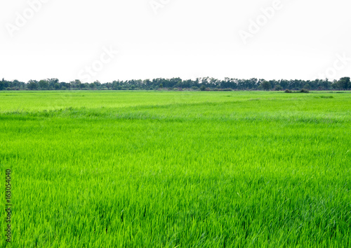 Rice field scenery in thailand  green background