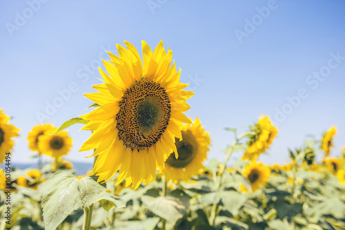 Fototapeta Naklejka Na Ścianę i Meble -  Closeup Shot Of Sunflowers In Sunny Day