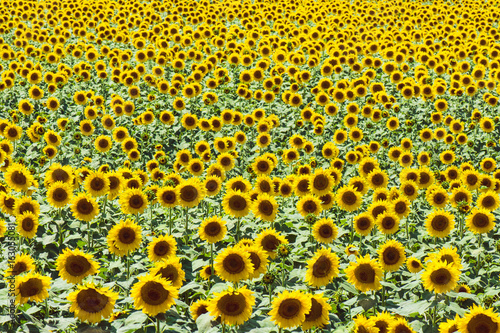 Field Full Of Sunflowers In Sunny Day