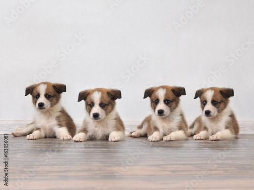 Photography A lot of the same puppies mestizos on the floor in the room