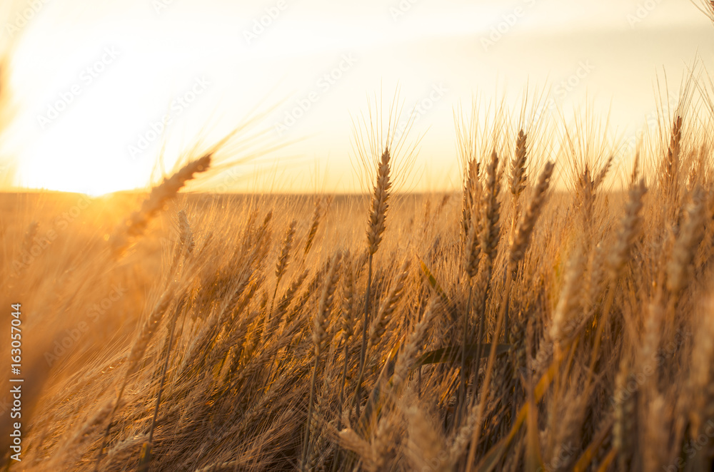 Ears of wheat in the field. backdrop of ripening ears of yellow wheat field on the sunset cloudy orange sky background. 