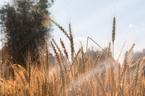 View of wheat ears and cloudy sky