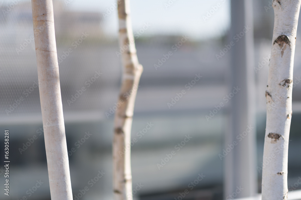 Birch trees in summer Birch trees in summer
