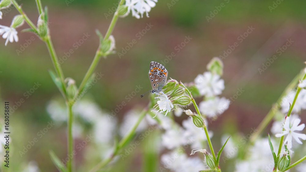 Butterfly sits on white flower closeup Butterfly sits on white flower closeup