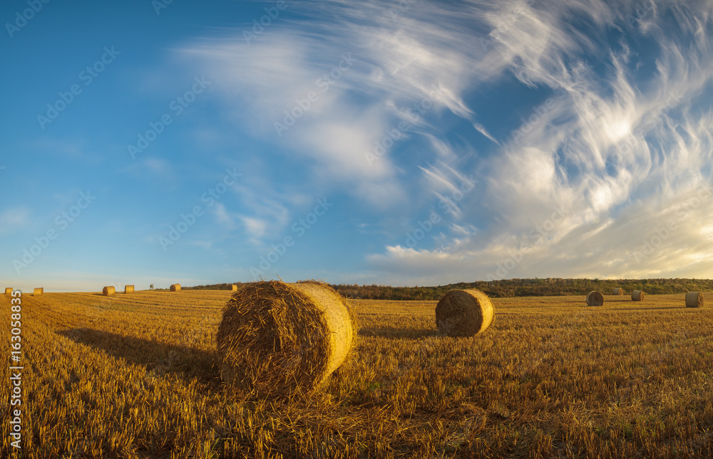 Straw in the bales in the field after the harvest