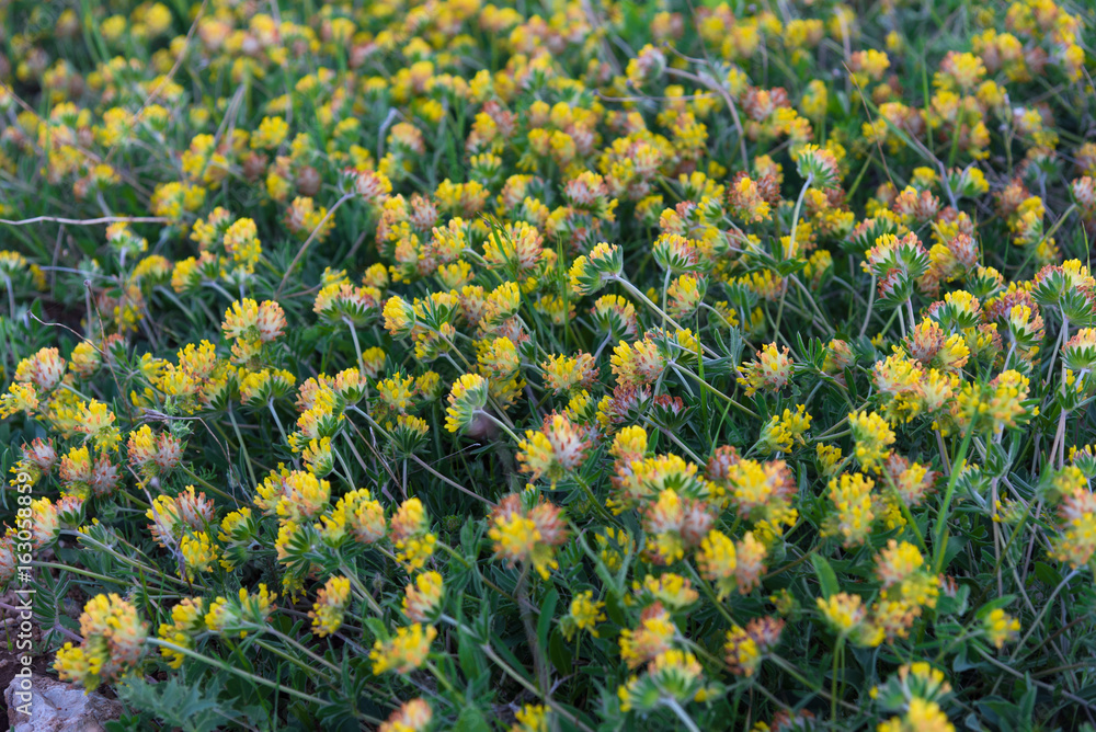 Obraz premium Yellow field flowers closeup
