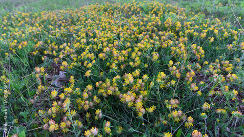 Yellow meadow flowers closeup
