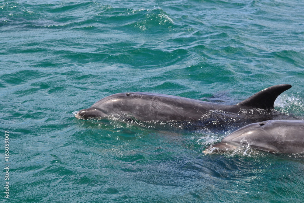 Naklejka premium Dolphins