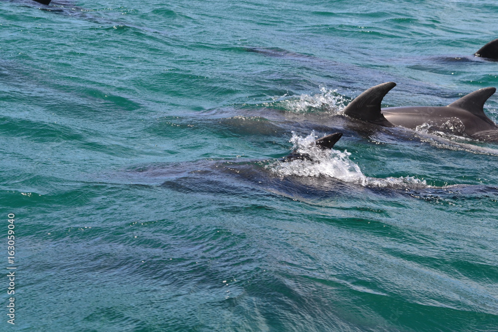 Naklejka premium Dolphins