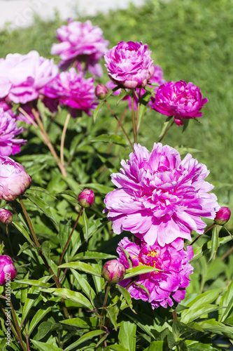 A beautiful blooming peony bush with pink flowers in a garden