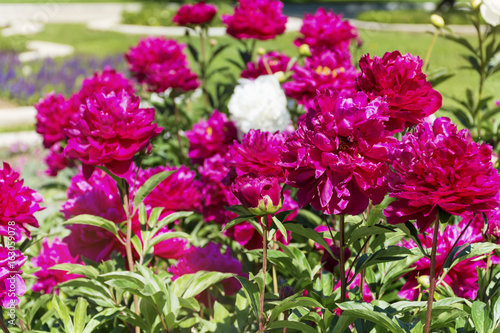 A beautiful blooming peony bush with pink flowers in a garden