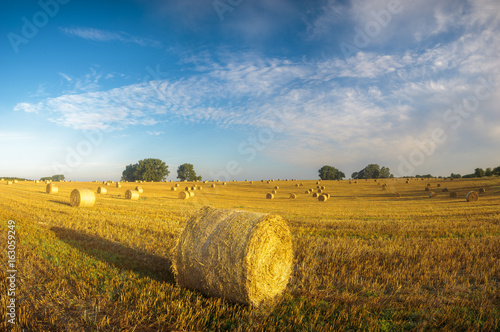Straw in the bales in the field after the harvest
