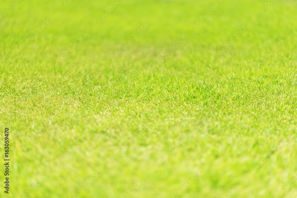 Nature green grass in the garden, Lawn pattern texture background, Perspective view