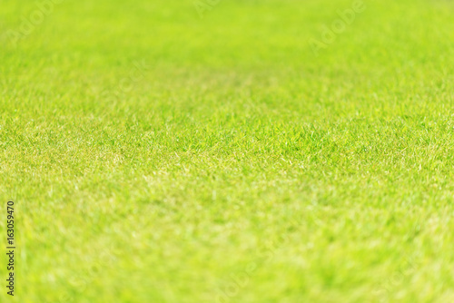 Photography Nature green grass in the garden, Lawn pattern texture background, Perspective v