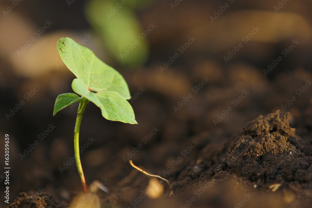 Small cotton plant, Born Concept Small cotton plant, Born Concept