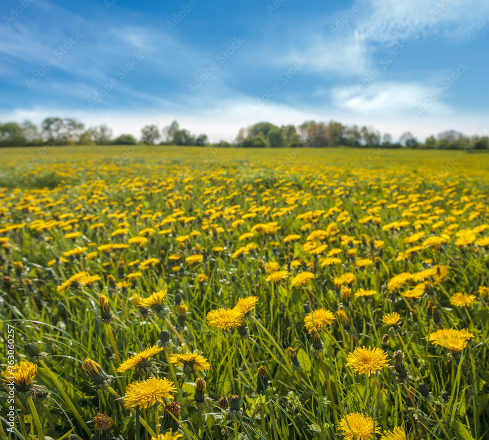 Spring meadow, blossoming dandelion
