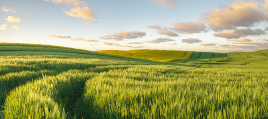 Acrylglasbilder Pistache Green, spring field, panorama  © Mike Mareen