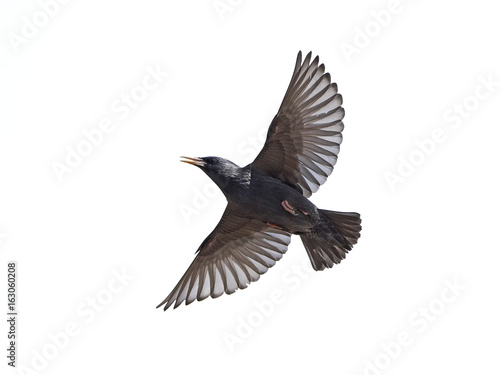 Foto Spotless starling (Sturnus unicolor)