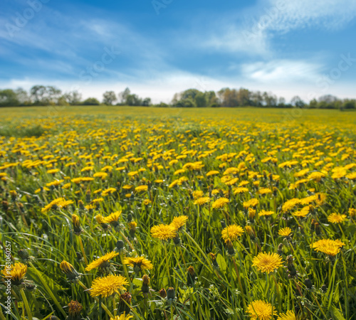 Spring meadow  blossoming dandelion