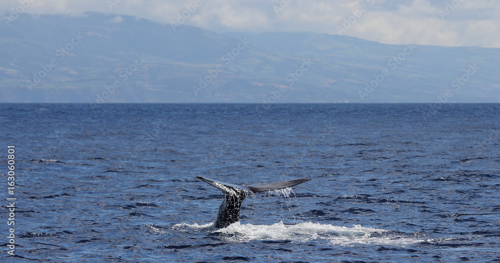 Obraz premium Whalewatching, Ponta Delgada, Sao Miguel, Azores, Portugal