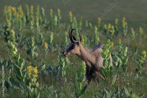 Chamois (Rupicapra rupicapra) Vosges Mountains, France  Gämsen Vogesen photo