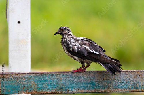 two tone pigeon