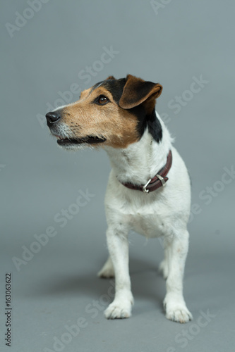 dog jack russell