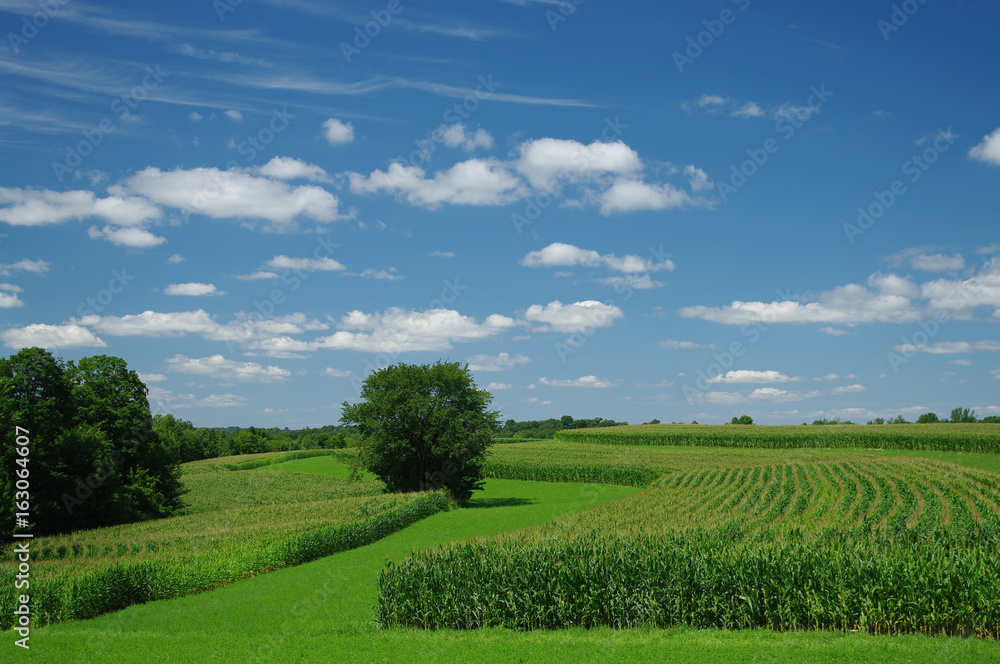 Cornfields in July: Cornstalks have grown almost to their full height by the end of July in southern Wisconsin.