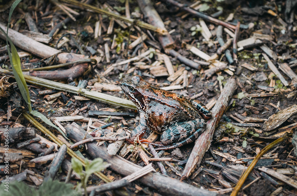 Tree frog in the grass forest damp earth. Tree frog in the grass forest damp earth.