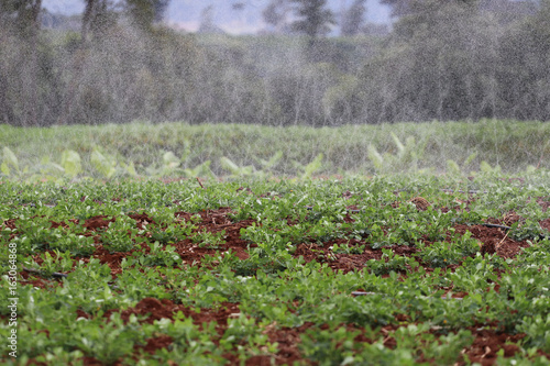 water irrigation