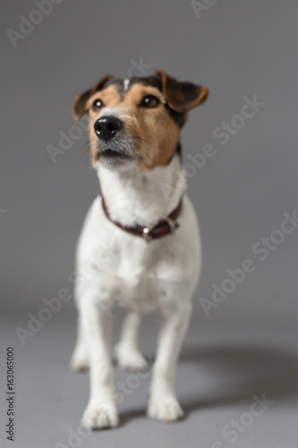 dog jack russell