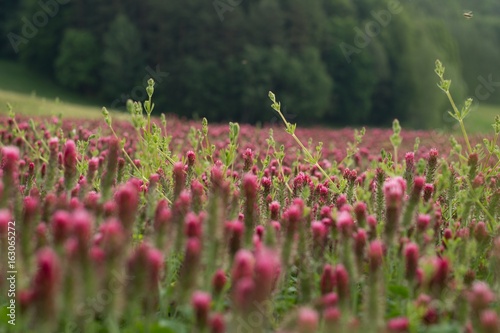 Crimson clover field in Czech republic