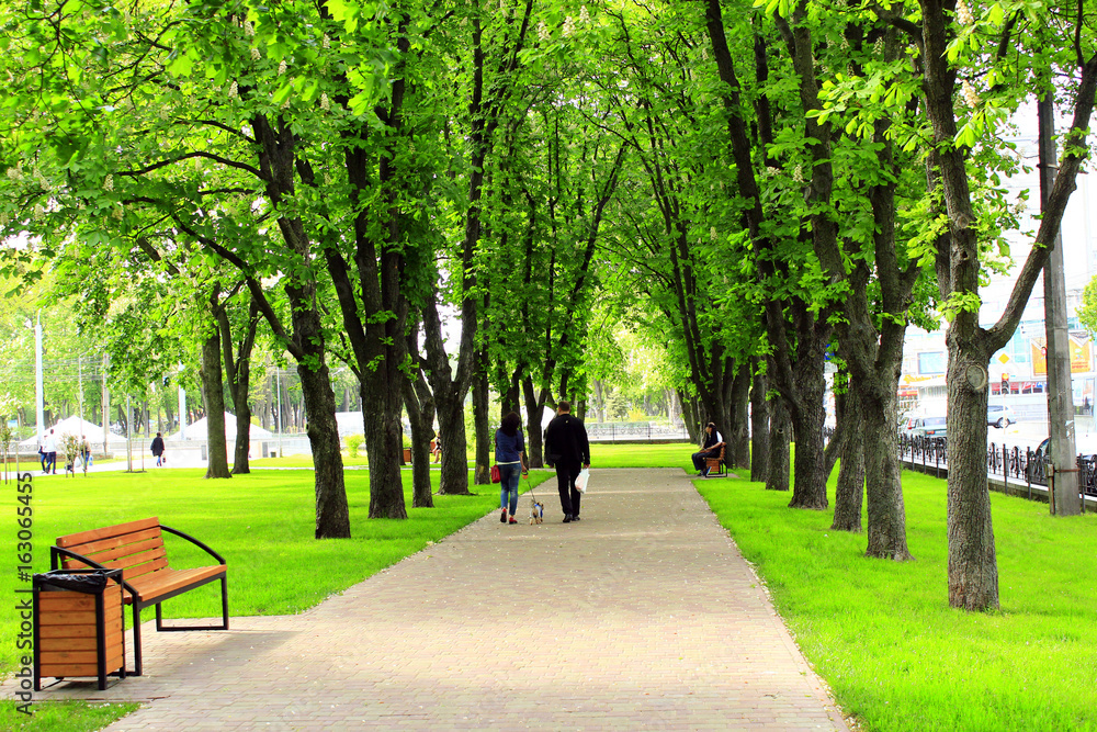 city park with green trees