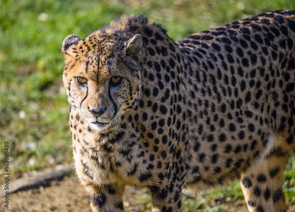 Obraz premium Cheetah or gepard (Acinonyx jubatus) on the field.